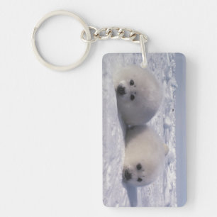 Harp seal (Phoca groenlandica) Harp seal pups Key Ring