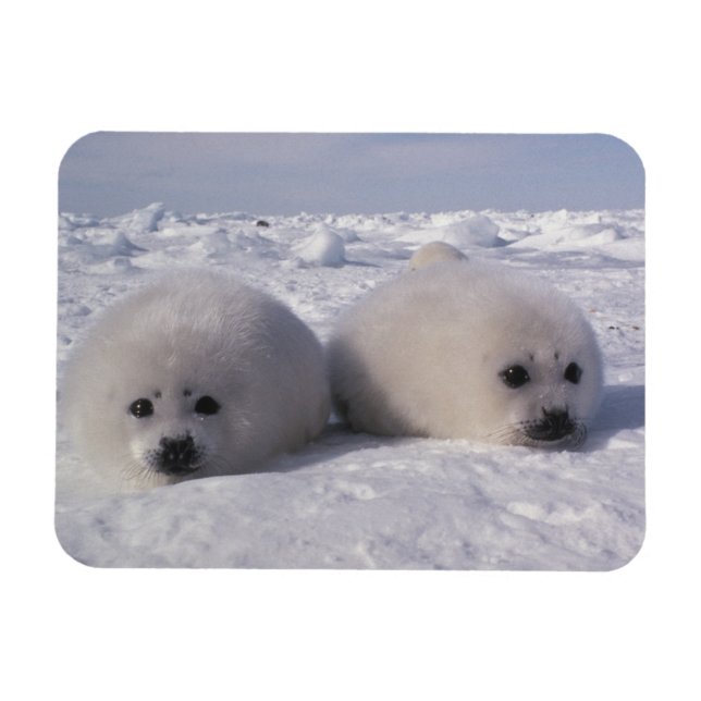 Harp seal (Phoca groenlandica) Harp seal pups Magnet (Horizontal)