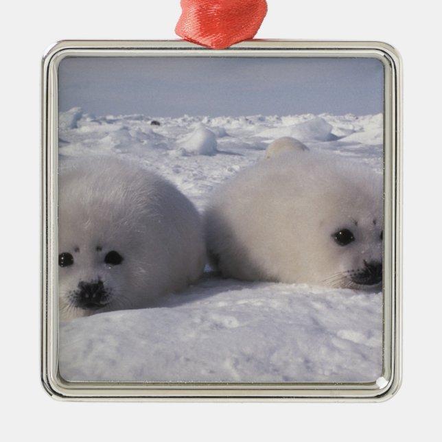 Harp seal (Phoca groenlandica) Harp seal pups Metal Ornament (Front)