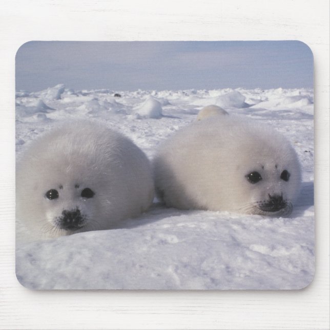 Harp seal (Phoca groenlandica) Harp seal pups Mouse Pad (Front)