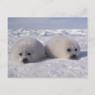 Harp seal (Phoca groenlandica) Harp seal pups Postcard