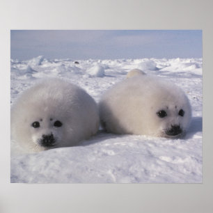 Harp seal (Phoca groenlandica) Harp seal pups Poster