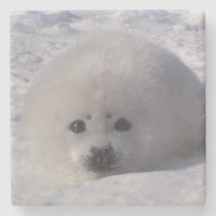 Harp seal (Phoca groenlandica) Harp seal pups Stone Coaster