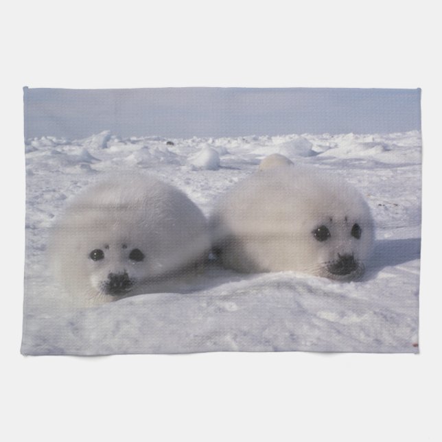 Harp seal (Phoca groenlandica) Harp seal pups Tea Towel (Horizontal)