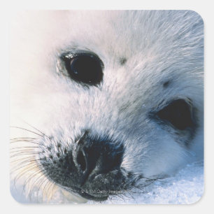 Harp seal pup 2