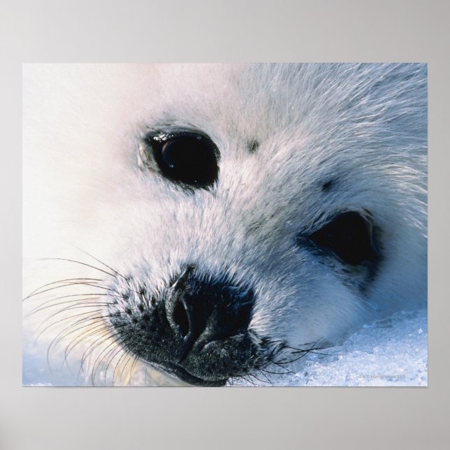 Harp seal pup 2 poster (Front)