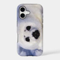 Harp seal pup ice Gulf of St. Lawrence,