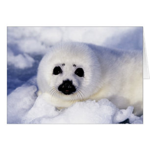Harp seal pup ice Gulf of St. Lawrence,