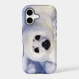 Harp seal pup ice Gulf of St. Lawrence,