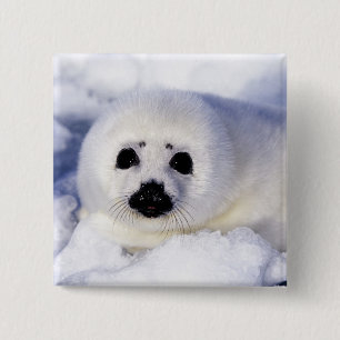 Harp seal pup ice Gulf of St. Lawrence, 15 Cm Square Badge