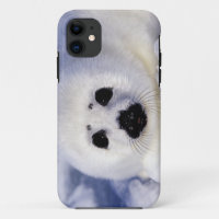 Harp seal pup ice Gulf of St. Lawrence,