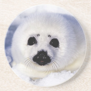 Harp seal pup ice Gulf of St. Lawrence, Coaster