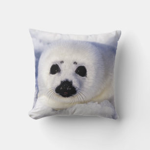 Harp seal pup ice Gulf of St. Lawrence, Cushion