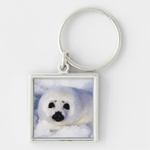Harp seal pup ice Gulf of St. Lawrence, Key Ring