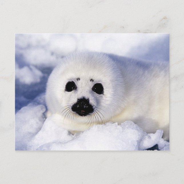 Harp seal pup ice Gulf of St. Lawrence, Postcard (Front)