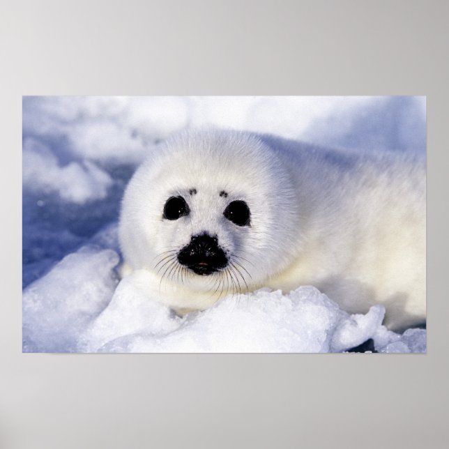 Harp seal pup ice Gulf of St. Lawrence, Poster (Front)