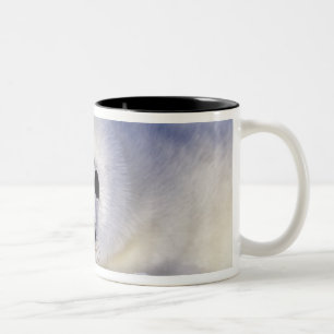 Harp seal pup ice Gulf of St. Lawrence, Two-Tone Coffee Mug