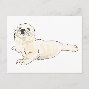 Harp Seal Pup Postcard