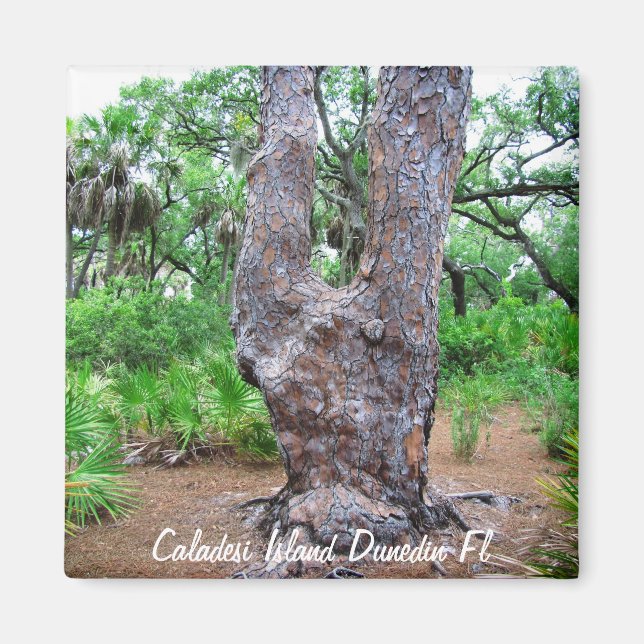 Harp Tree Caladesi Island Magnet (Front)