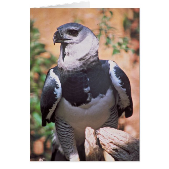 Harpey Eagle (Front)