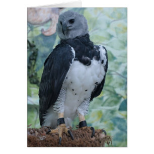 Harpy Eagle