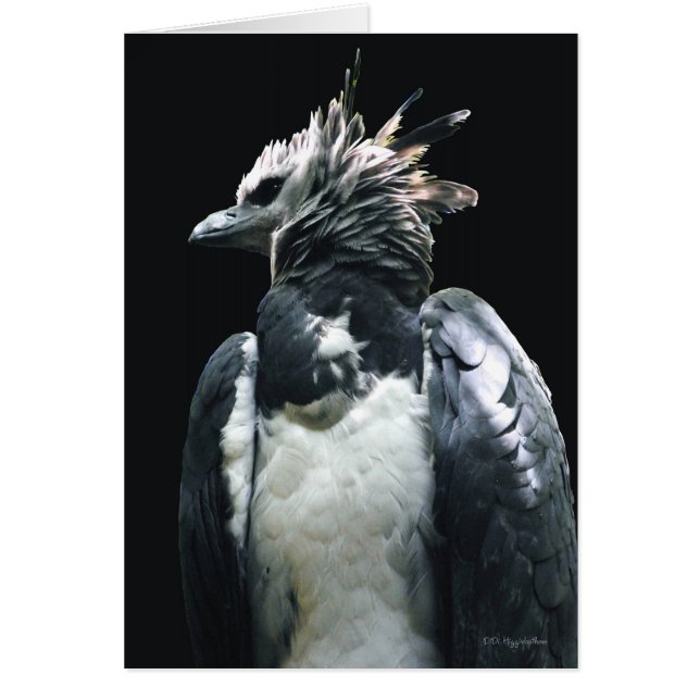 Harpy Eagle (Front)