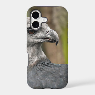 Harpy Eagle 1.JPG