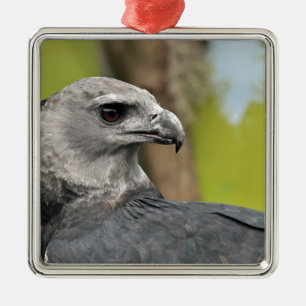 Harpy Eagle 1.JPG Metal Tree Decoration