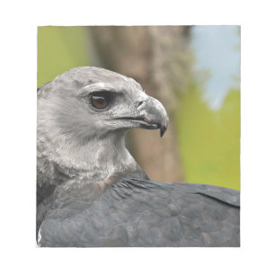 Harpy Eagle 1.JPG Notepad