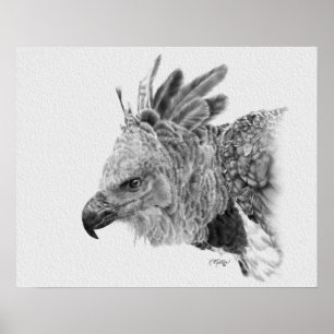 Harpy Eagle Drawing Poster