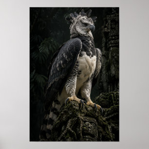 Harpy Eagle in Dark Rainforest Wildlife Wall Art