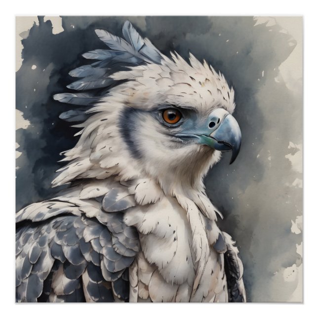 Harpy Eagle no 1 Glossy Poster (Front)
