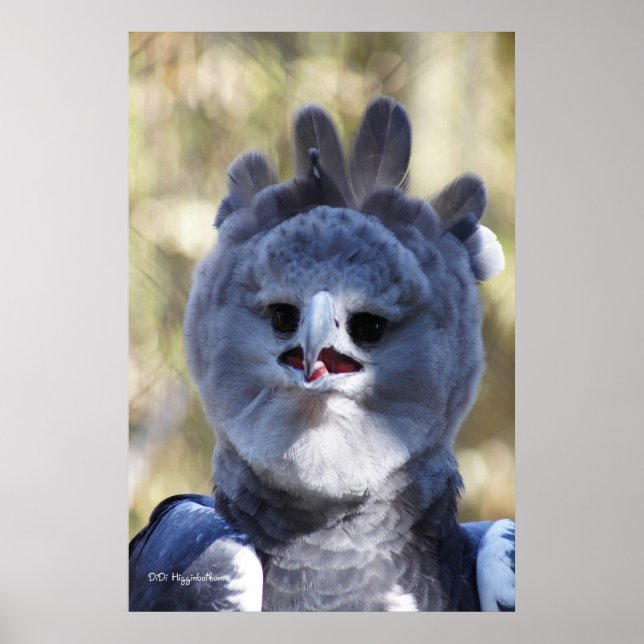 Harpy Eagle Poster (Front)