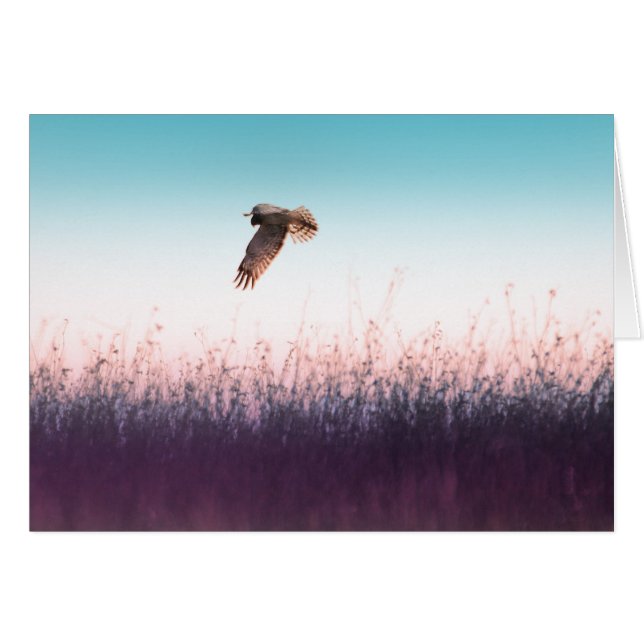 Harrier Hawk (Front Horizontal)