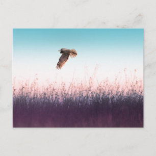 Harrier Hawk Postcard