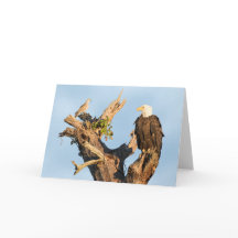 Harriet and the Dove