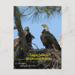 Harriet Eagle family birds Florida Postcard