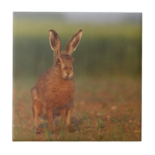 Harriet Hare Tile