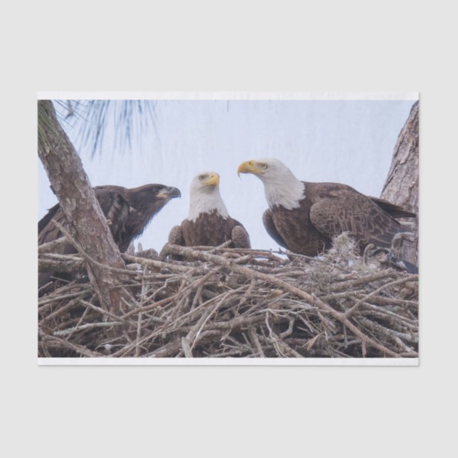 Harriet, M & E9 Tissue Paper (Front)