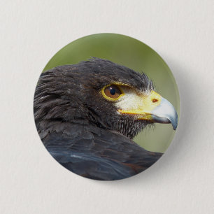 Harris Hawk 6 Cm Round Badge
