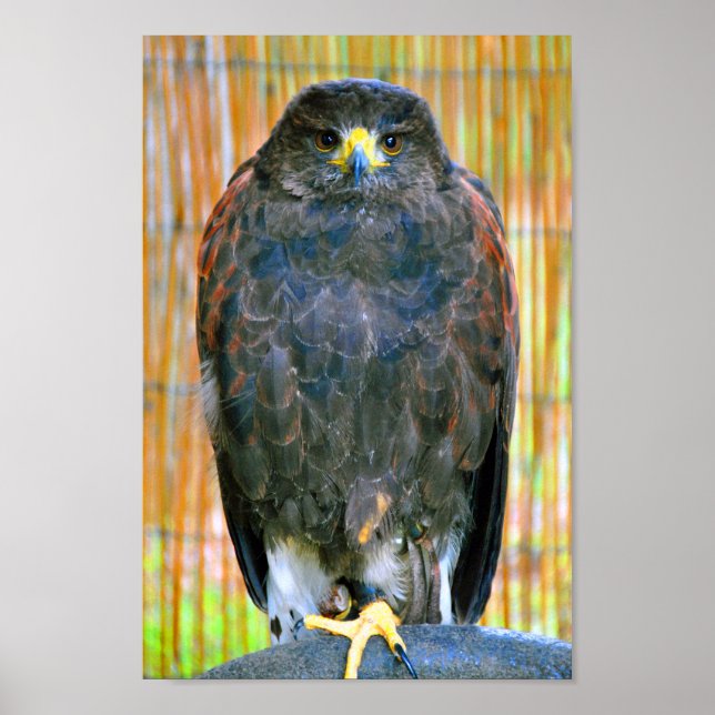 Harris Hawk Bird Of Prey Poster (Front)