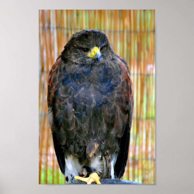 Harris Hawk Bird Of Prey Poster (Front)