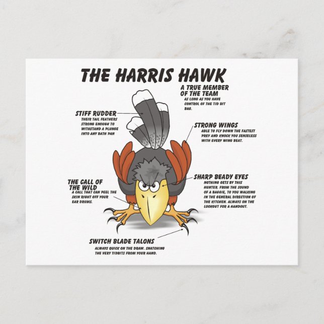Harris Hawk Cartoon Postcard (Front)