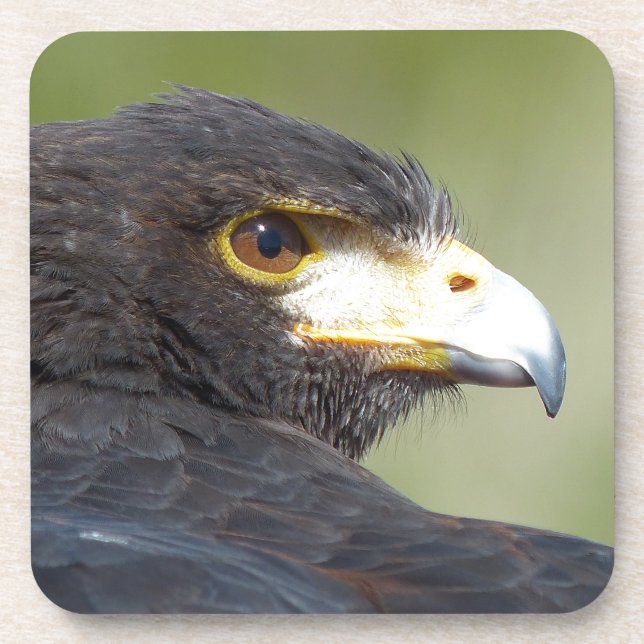 Harris Hawk Coaster (Front)