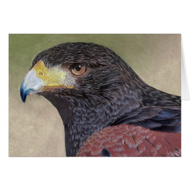 Harris Hawk coloured pencils (Front Horizontal)