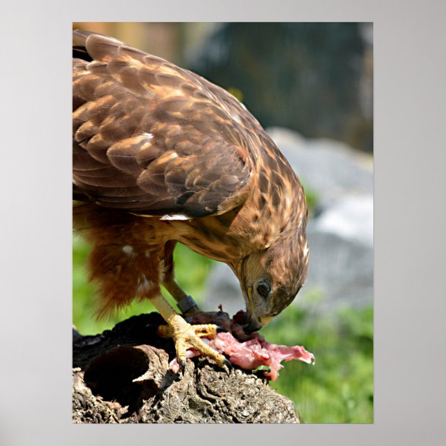 Harris Hawk eating meat Postcard Square Sticker Me Poster (Front)