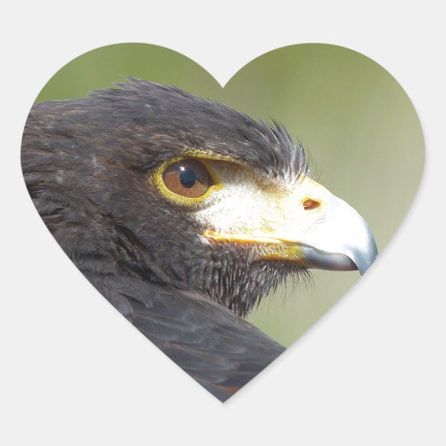 Harris Hawk Heart Sticker (Front)