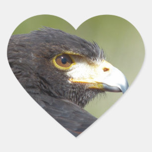 Harris Hawk Heart Sticker