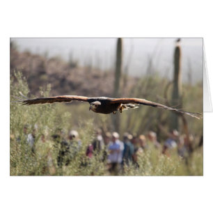 Harris Hawk in Flight