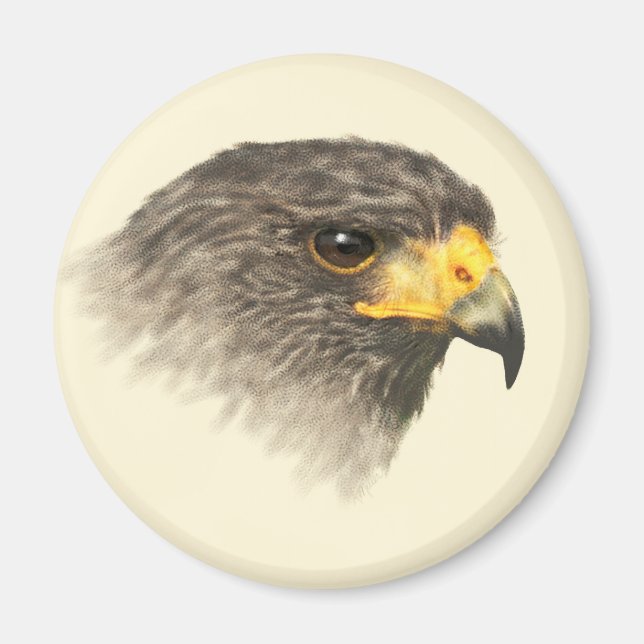 Harris Hawk - Mixed Medium Magnet (Front)